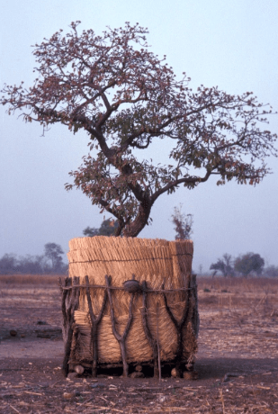 Shea Tree Vitellaria paradoxa