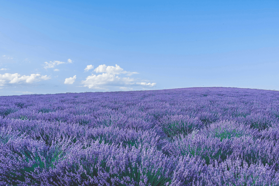 The Benefits of Lavender Oil On Skin: We Unlock Its Secrets