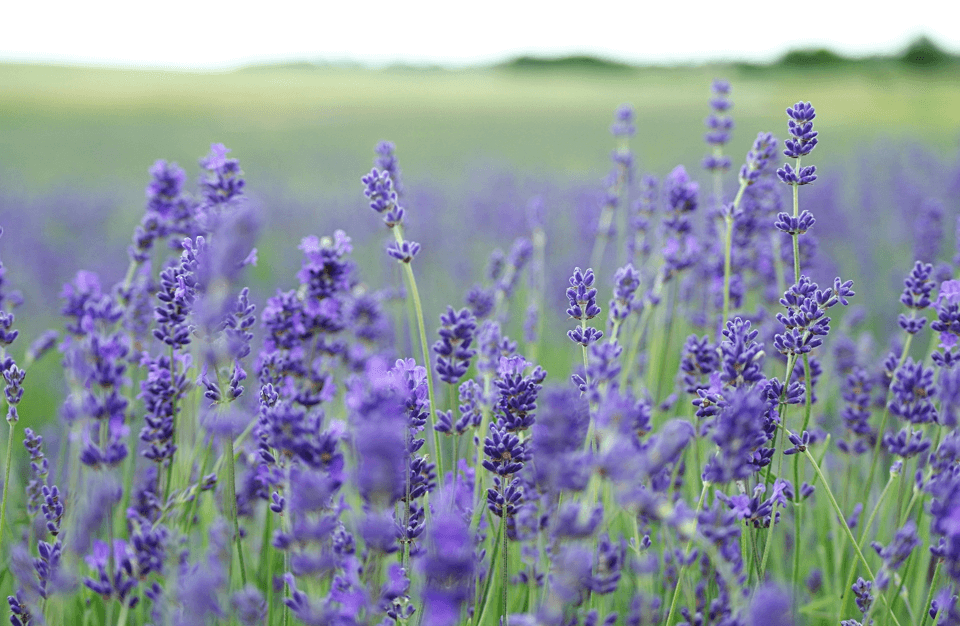 The Soothing World of Lavender Massage Oil