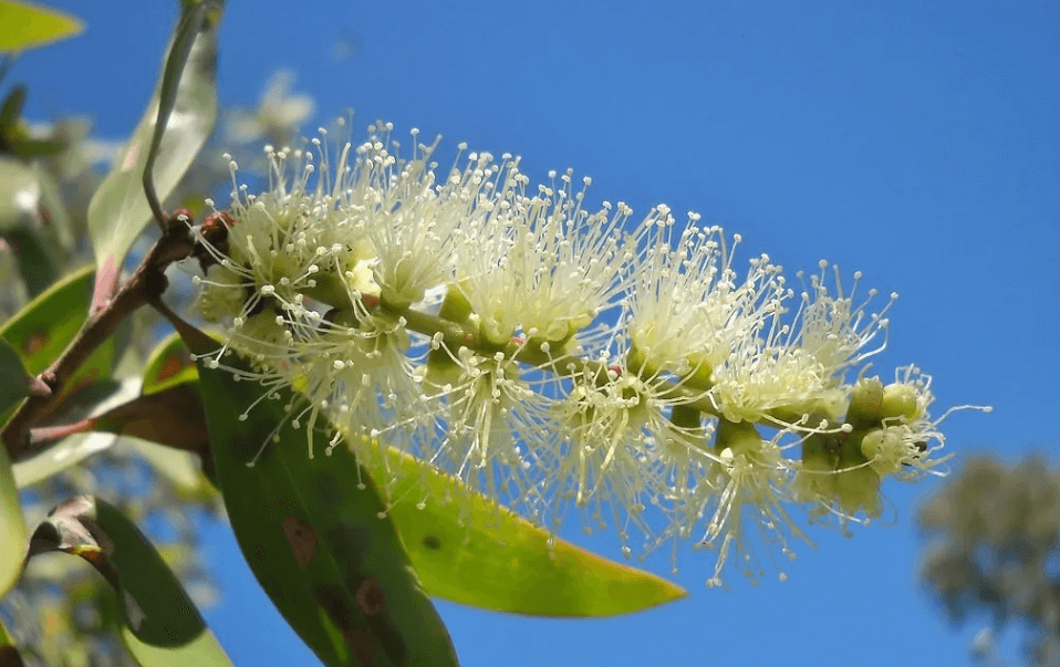 Tea trees (Melaleuca)