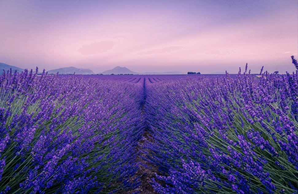Is Lavender Oil Edible? The Facts About Using It Safely